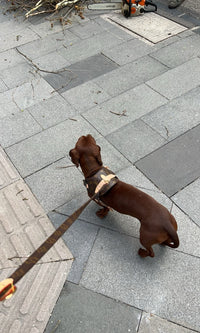 Monogram Pet Harness